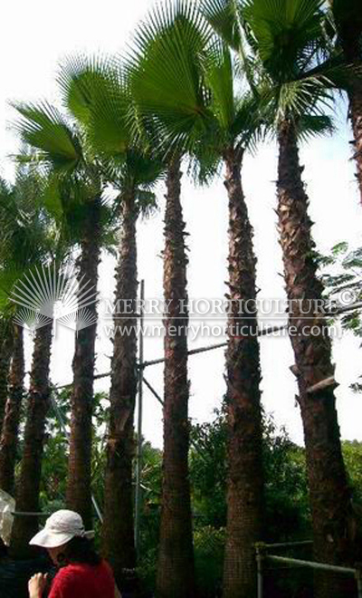 Washingtonia robusta 1